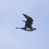 Pomarine jaeger