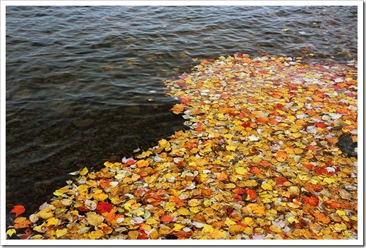 091009_leaves-on-holland-pond