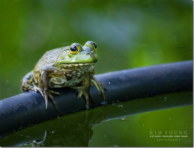 frog perched