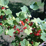 Punaviinimarjoja
