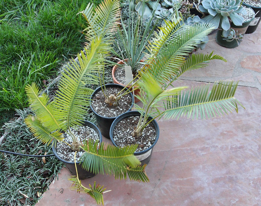 [120223_fy_Dioon-edule7.jpg]