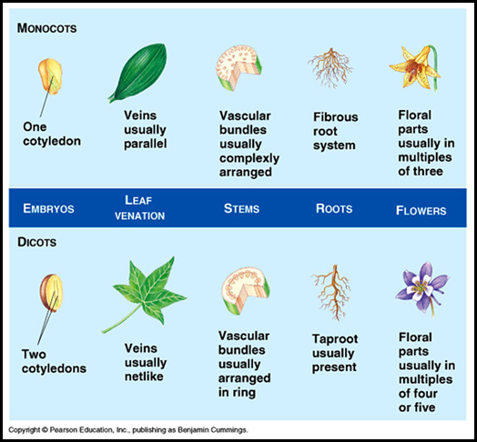 Monocotyledonous plants vs Dicotyledonous plants