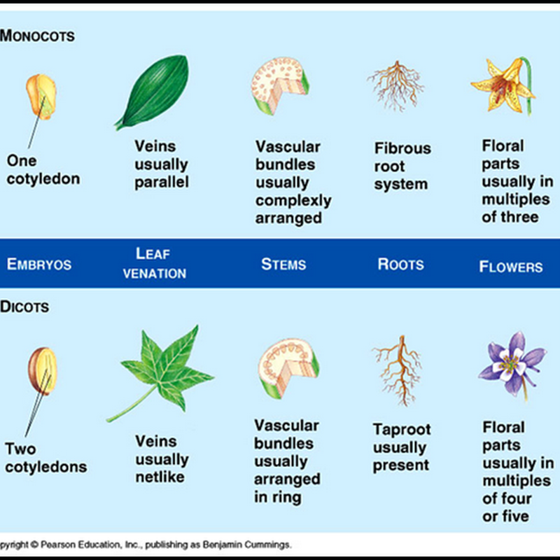 Major Differences Difference Between Monocotyledon And Dicotyledon Plants