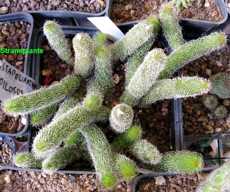 [Stapelianthus-pilosus-2010-09-302.jpg]