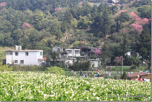 2010陽明山花季-竹子湖 2010陽明山花季-竹子湖