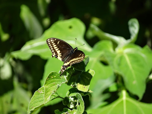 Papilio polyxenes asterius image