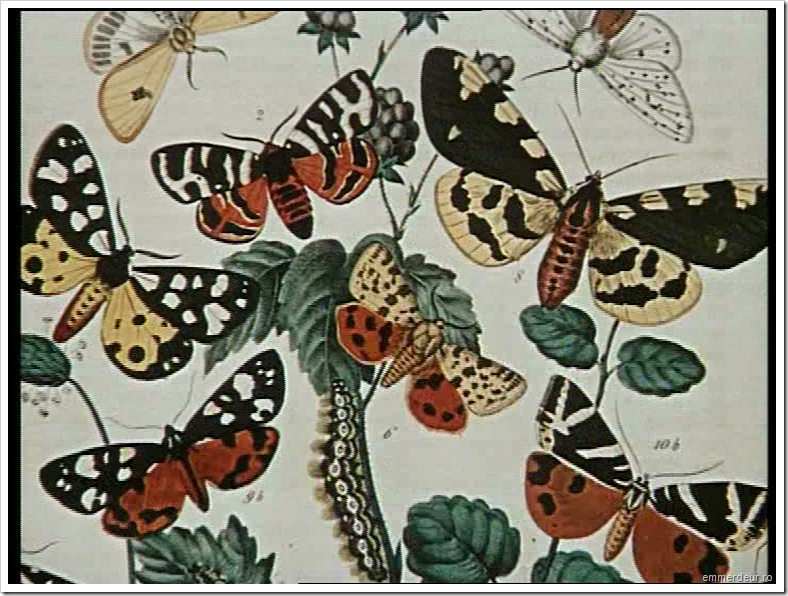 jan svankmajer historia naturae emmerdeur_87 jan svankmajer historia naturae emmerdeur_87