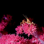 crab soft coral