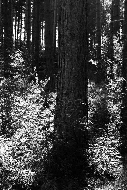 [The-Trees-10%255B3%255D.jpg]