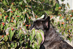 Yes, Sharkey - I certainly remember the lovely dogwood tree, but look at these vibrant berries it produces in the autumn!