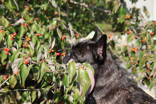 Yes, Sharkey - I certainly remember the lovely dogwood tree, but look at these vibrant berries it produces in the autumn!