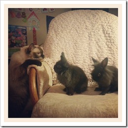 stormy thunder and boomer