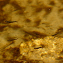 bluntnose minnows