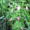 Marsh-Mallow