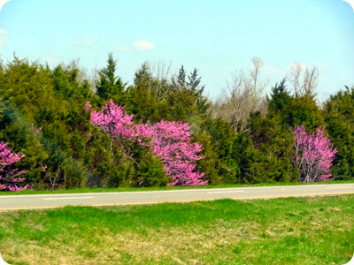 blooming trees