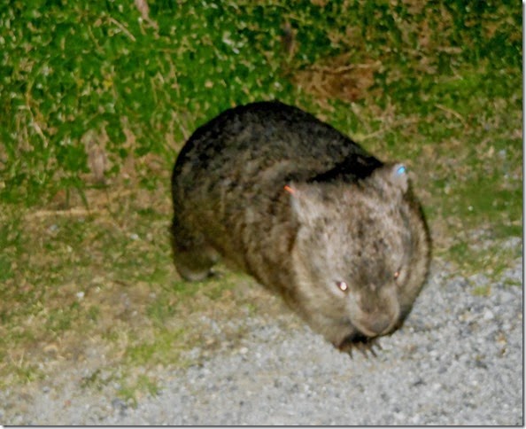 Wombat