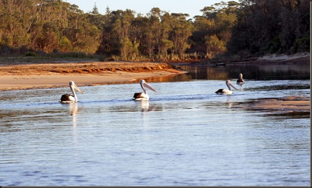 pelicans