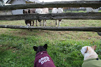 Coaching the Donkeys About the Cold