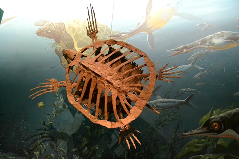 NaturalHistory_12