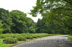 Glória Ishizaka -   Kyoto Botanical Garden 2012 - 95