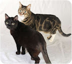 Zoom & Dexter - Chicago, Il.
Zoom and Dexter are a healthy, cuddly, friendly and lovable, pair looking for a loving home together. These faithful friends were left homeless when a couple divorced and neither could take them :( They are very adaptable and are great with other cats, dogs and children of all ages. Please help them stay together! Zoom & Dexter - Chicago, Il.
Zoom and Dexter are a healthy, cuddly, friendly and lovable, pair looking for a loving home together. These faithful friends were left homeless when a couple divorced and neither could take them :( They are very adaptable and are great with other cats, dogs and children of all ages. Please help them stay together!