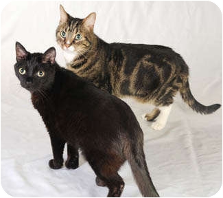 Zoom & Dexter - Chicago, Il.
Zoom and Dexter are a healthy, cuddly, friendly and lovable, pair looking for a loving home together. These faithful friends were left homeless when a couple divorced and neither could take them :( They are very adaptable and are great with other cats, dogs and children of all ages. Please help them stay together! Zoom & Dexter - Chicago, Il.
Zoom and Dexter are a healthy, cuddly, friendly and lovable, pair looking for a loving home together. These faithful friends were left homeless when a couple divorced and neither could take them :( They are very adaptable and are great with other cats, dogs and children of all ages. Please help them stay together!