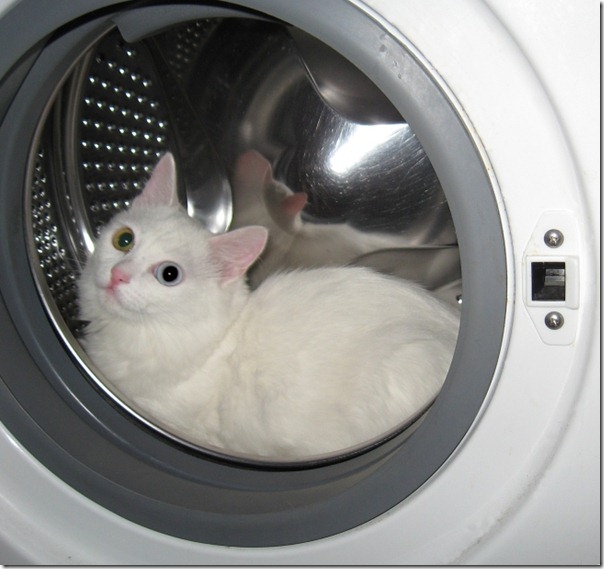 gatos lavadora (5)