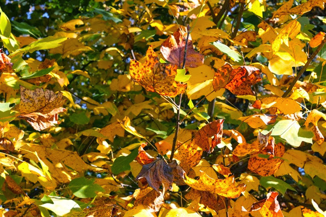 fall foliage fall foliage