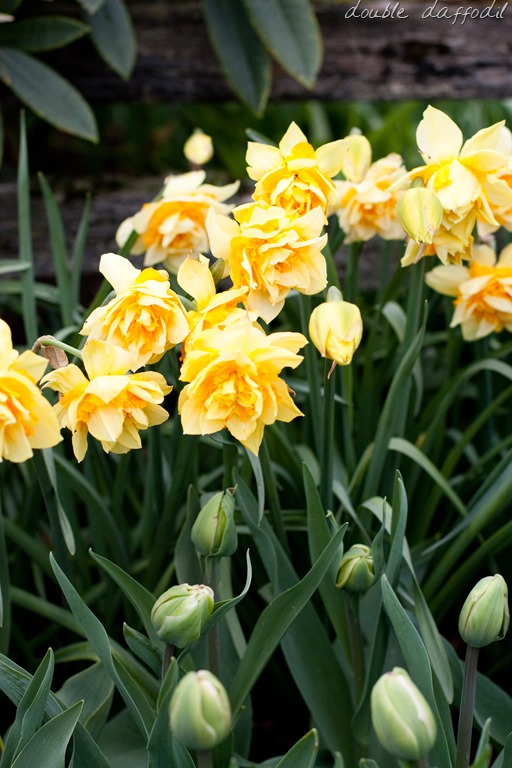 [20130415-IMG_793512.jpg]