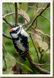 Downy Woodpecker - Picoides pubescens Downy Woodpecker - Picoides pubescens