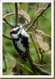 Downy Woodpecker - Picoides pubescens