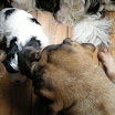 puppen 6 weken 005.jpg