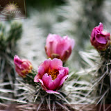 Flor de Cactus - Pirâmides deTeotihuacán - México