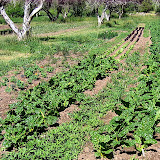 farm tour june 2009