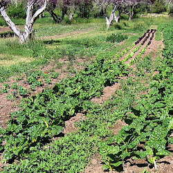 farm tour june 2009