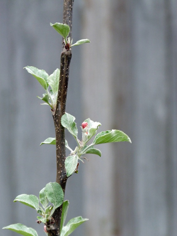 [Apple%2520Blossoms%25201%255B4%255D.jpg]