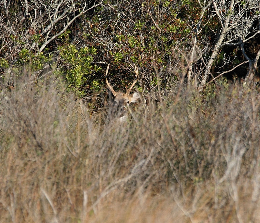 [Whitetail%2520Buck%2520on%2520Bodie%2520Island%2520Refuge%255B8%255D.jpg]