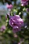 It's a 'Double Violet' Rose of Sharon.  Do you remember in John Steinbeck's The Grapes of Wrath that Rose of Sharon is a major character?  It's a pretty flower and a pretty name.
