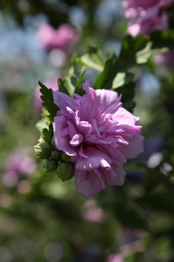 It's a 'Double Violet' Rose of Sharon.  Do you remember in John Steinbeck's The Grapes of Wrath that Rose of Sharon is a major character?  It's a pretty flower and a pretty name.