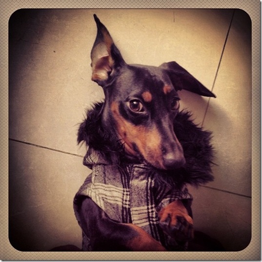 hurricane-sandy-dogs-35