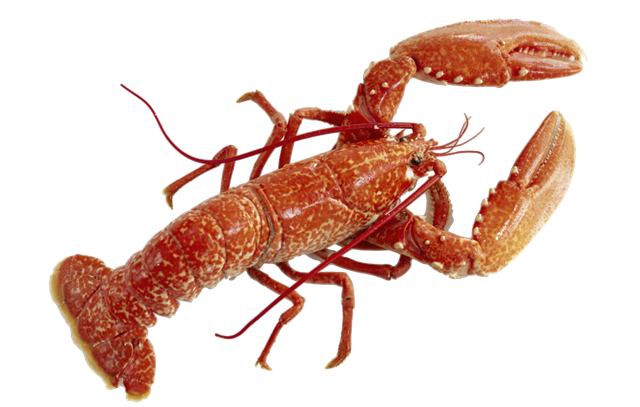 [Lobster3.png]