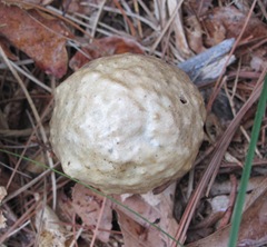 mushroom puff ball from top