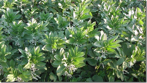 'Aquadulce' broad beans, grown to propogate seed.