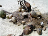  Koh Lipe Resimleri Fotoğrafları