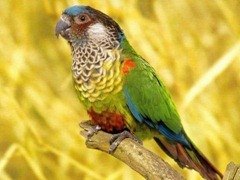 beautiful-parrot_97599-480x360