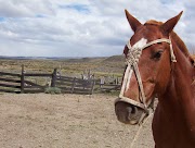 Voyage en Patagonie à cheval