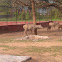 NEELGAI