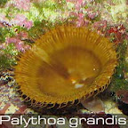 Palythoa-grandis.jpg