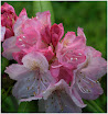 Rhododendron