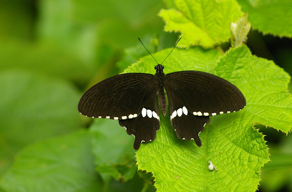 Papilio polytes theseus CRAMER, (1777), mâle. Lot n°2, Sukau (Sabah), 13 août 2011. Photo : J.-M. Gayman